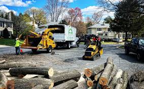 Tree and Shrub Care in Salisbury, MO