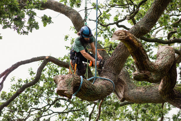 How Our Tree Care Process Works  in  Salisbury, MO